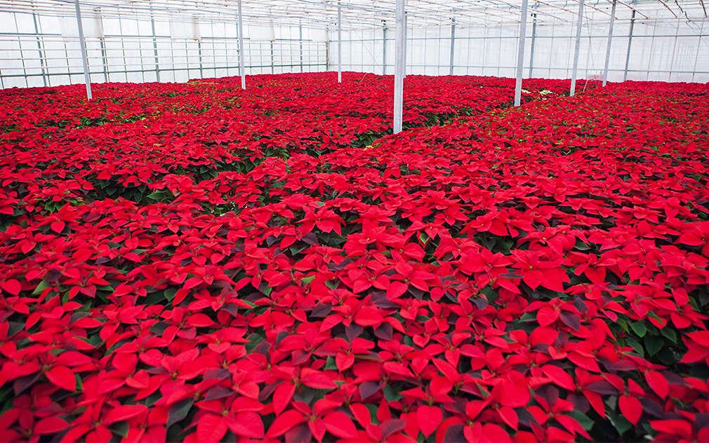 Нашите производители