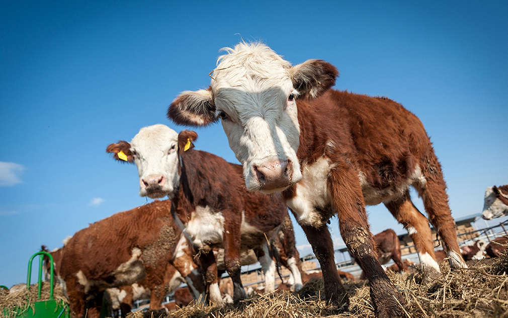 Нашите производители - Ненко Трифонов