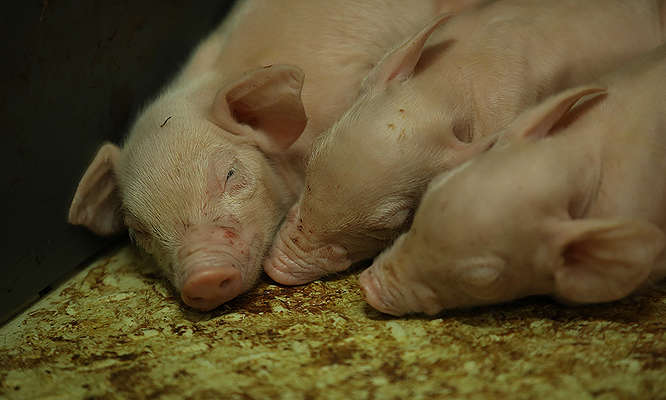 Svinje - PG Kolesarić