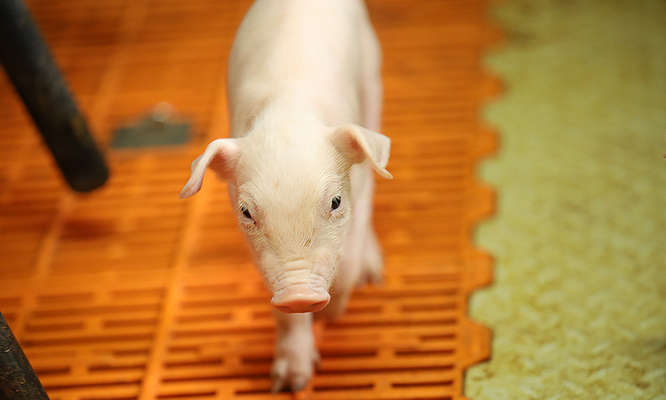 PG Kolesarić - svinje