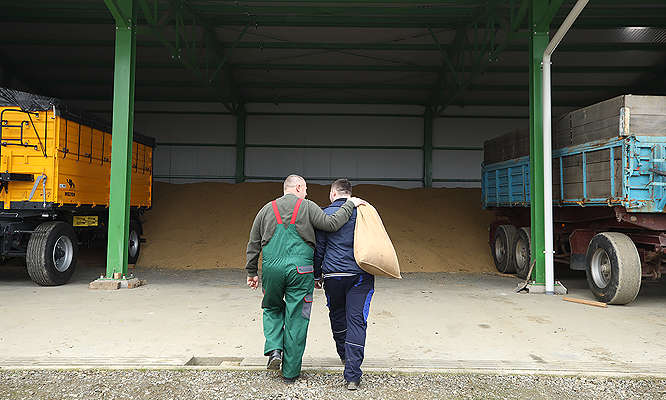 PG Kolesarić - svinje Kaufland