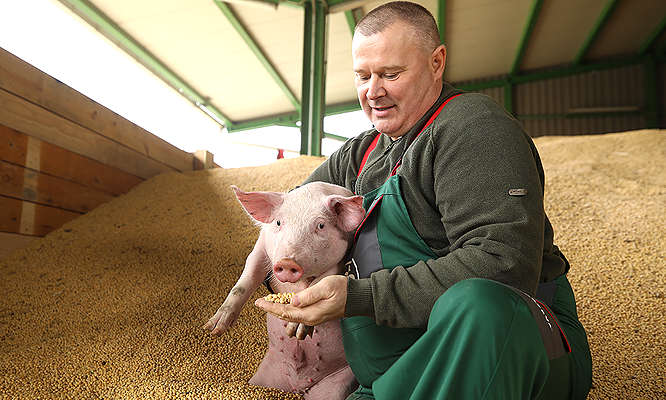 PG Kolesarić - svinje