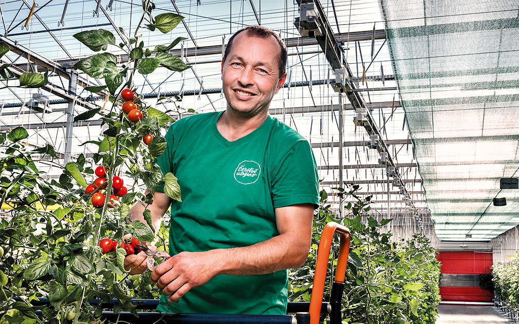 muž, vozík, rajčata