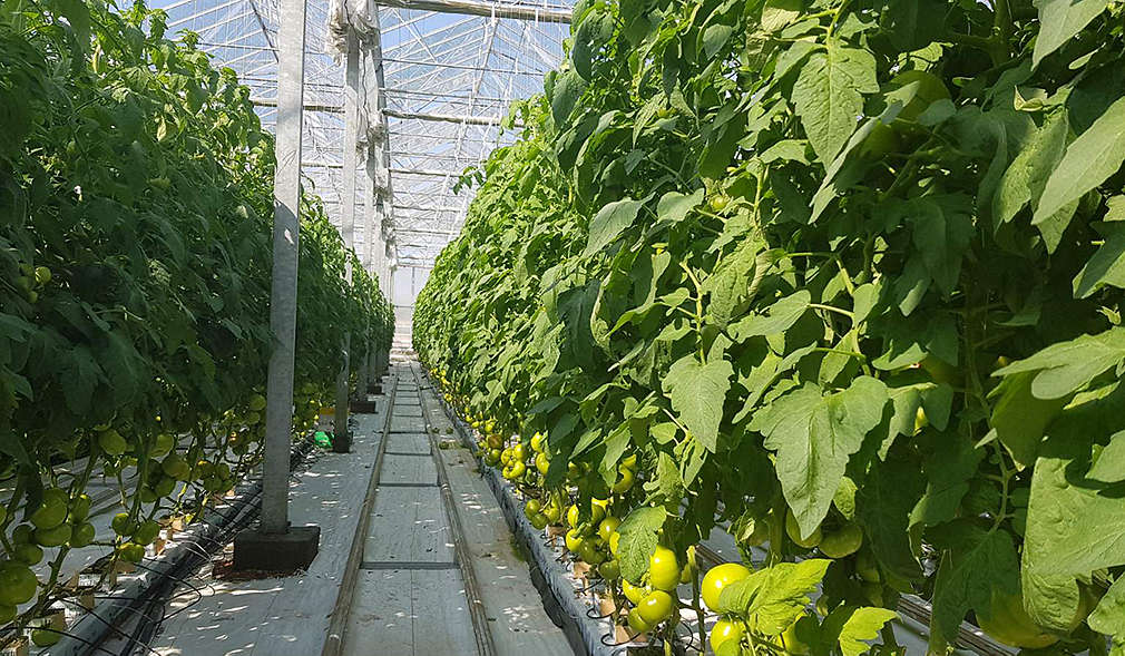 Нашите производители - семейство Шидерови