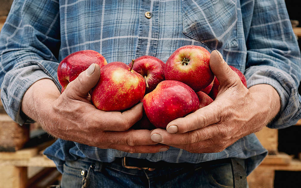 Ruce plné červených jablek