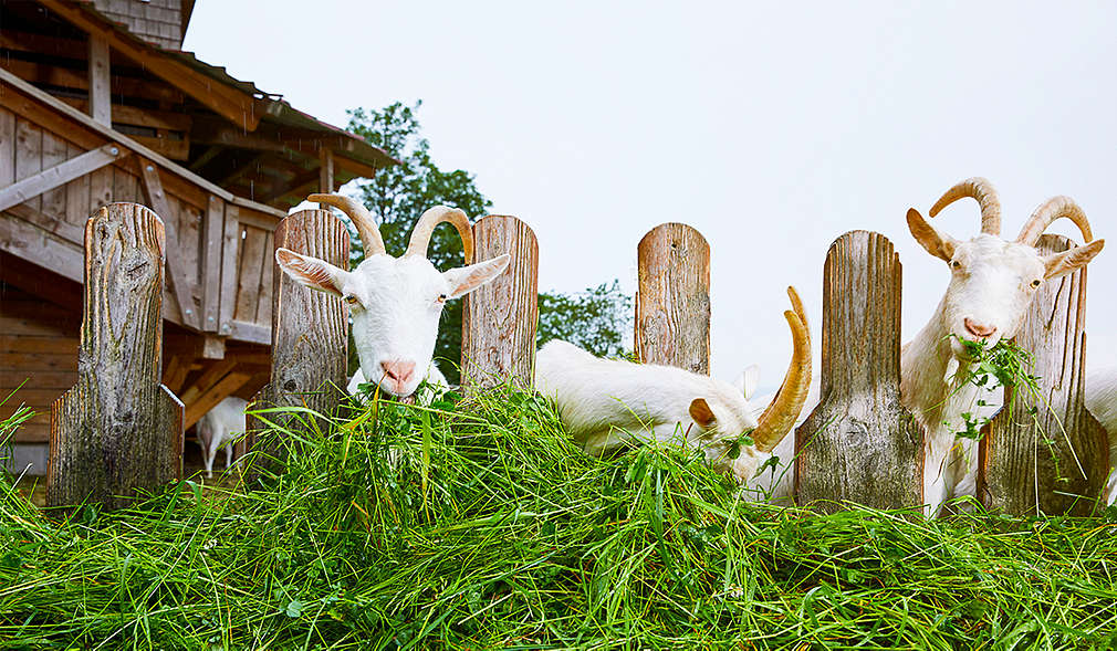 Ziegen auf dem Hof