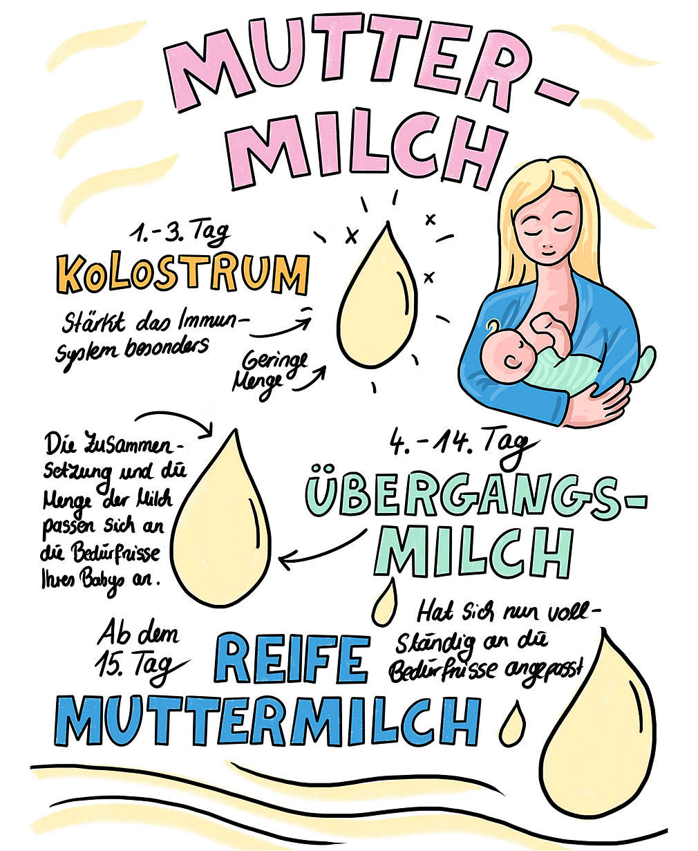 Infografik zu den Phasen der Muttermilch