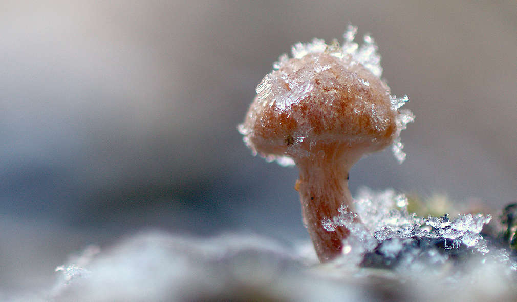 Frostschneckling