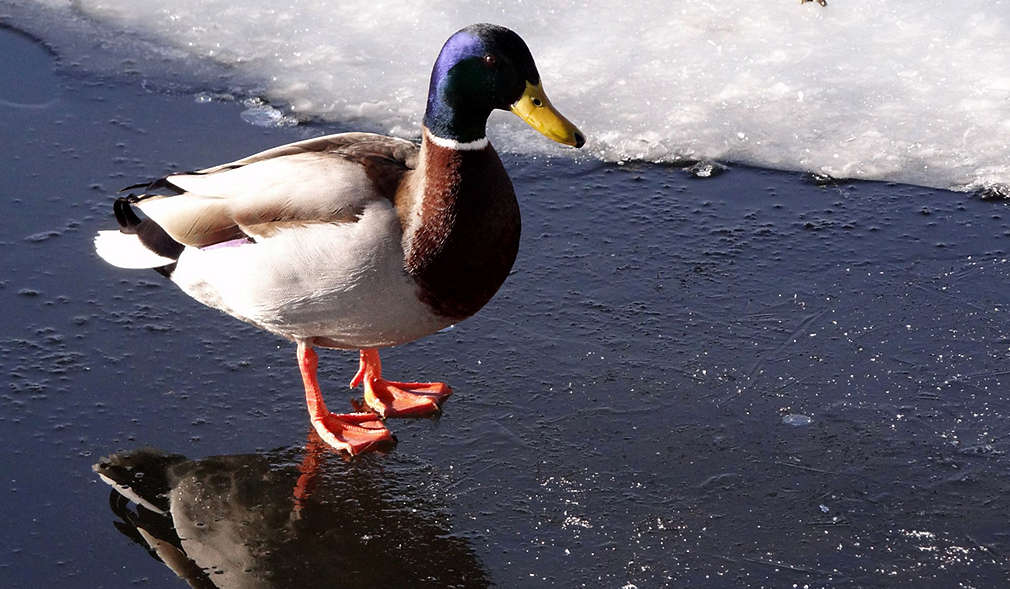 Ente auf zugefrorenem See