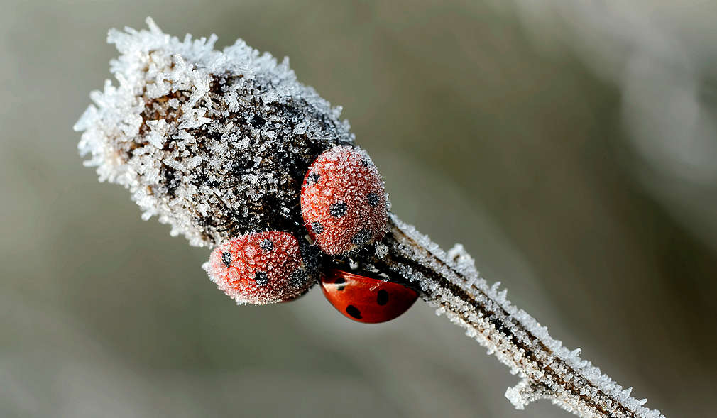 „Eingefrorene” Marienkäfer