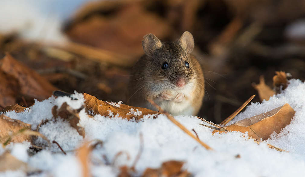 Waldspitzmaus