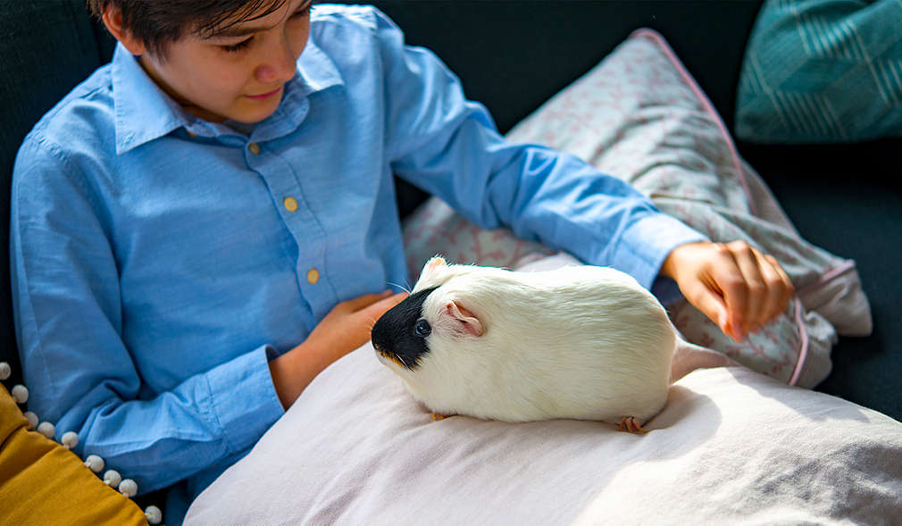 Junge mit Meerschweinchen