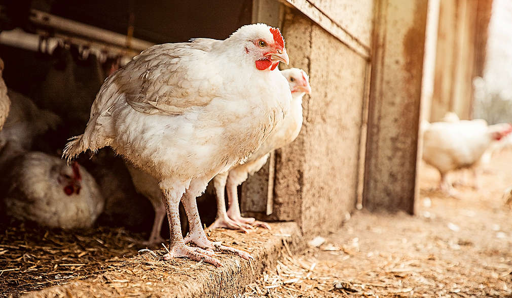Legehennen vor Stall