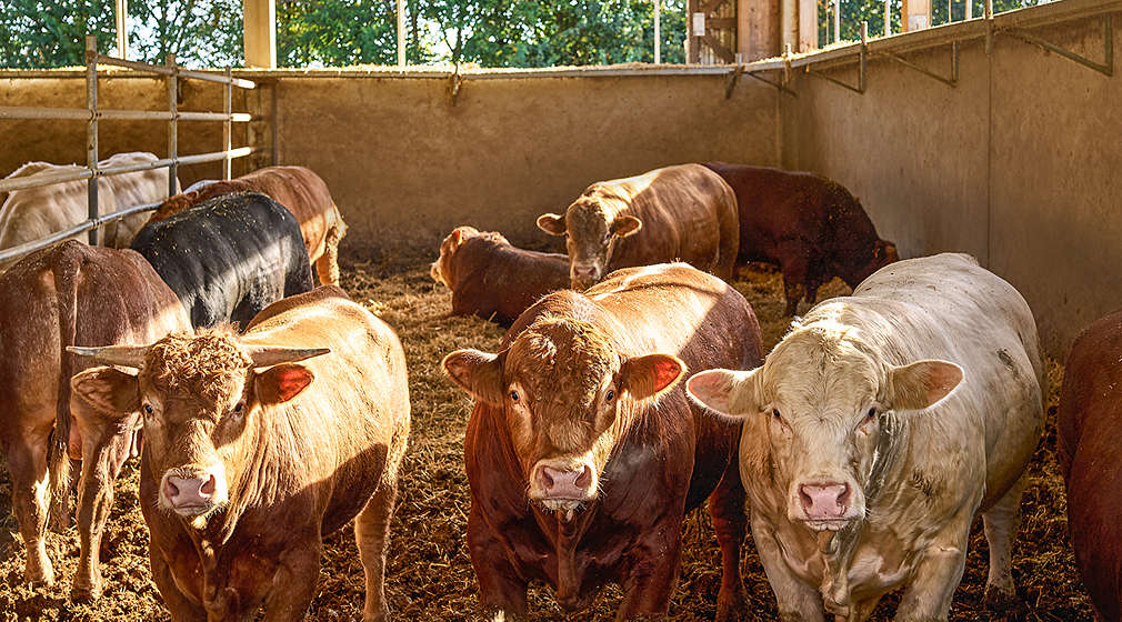 Rinder im Offenfrontstall