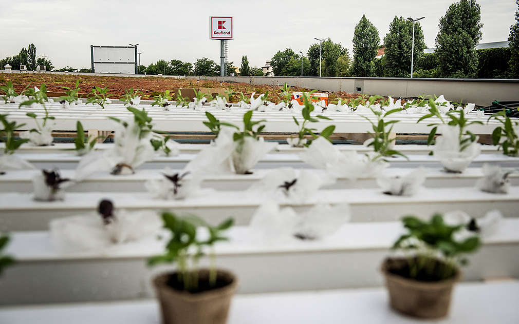 Grădina Urbană Bucureștii Noi