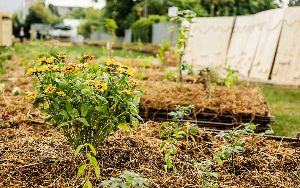 Grădina Urbană Bucureștii Noi