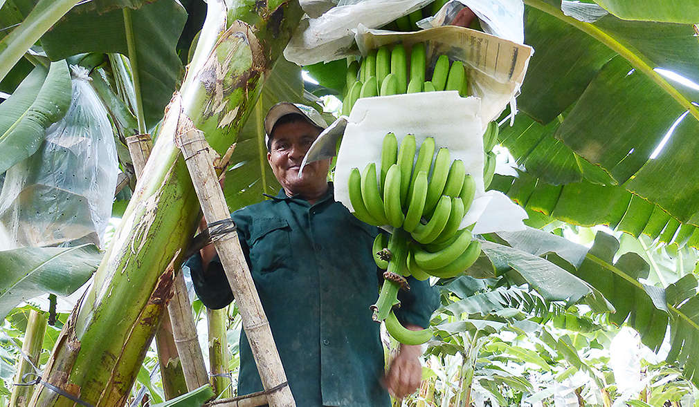 Höhere Anbauerfolge durch optimierte Methoden