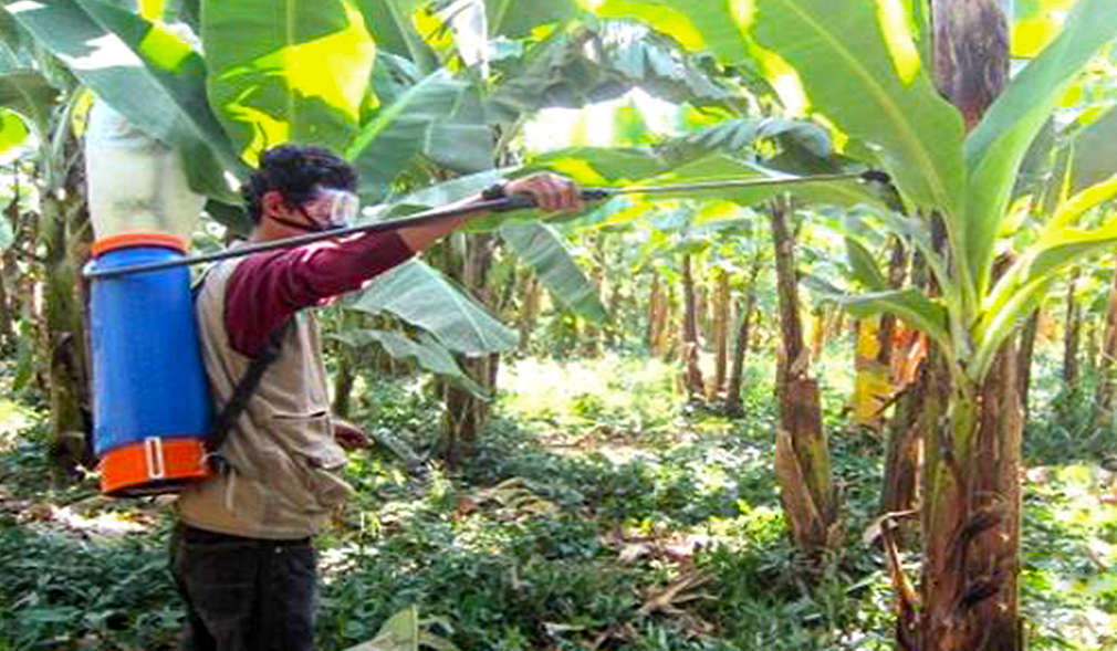 Rein beiologische Schädlingsbekämpfung ist erfolgsversprechend
