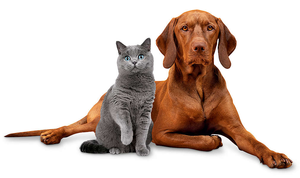 Graue Katze und brauner Hund