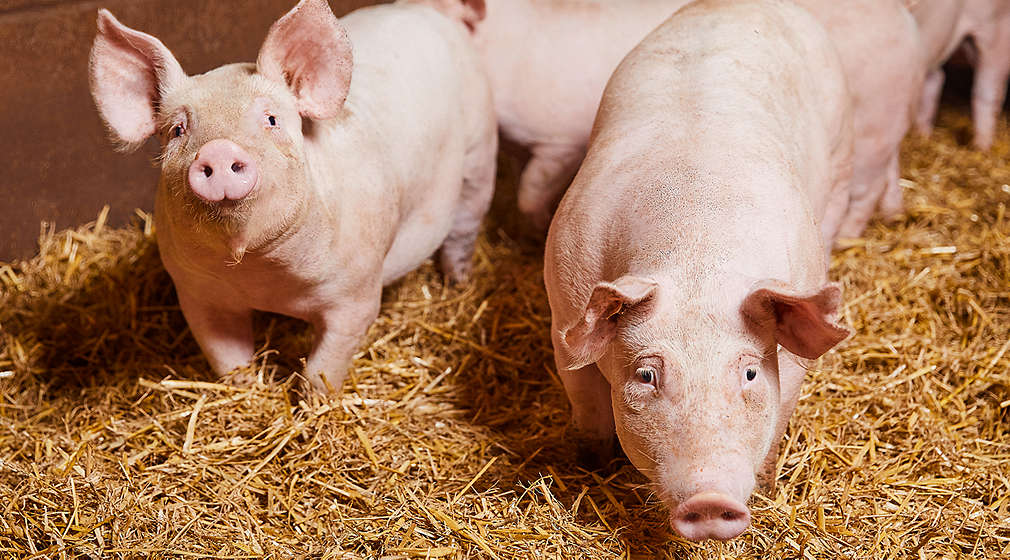 Schweine auf Stroh