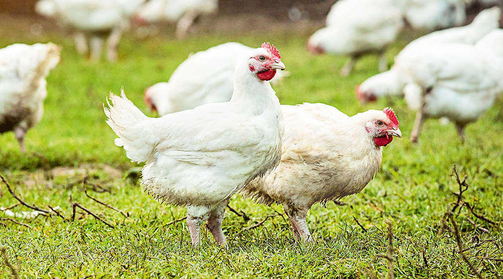 Weiße Hühner im Freiland
