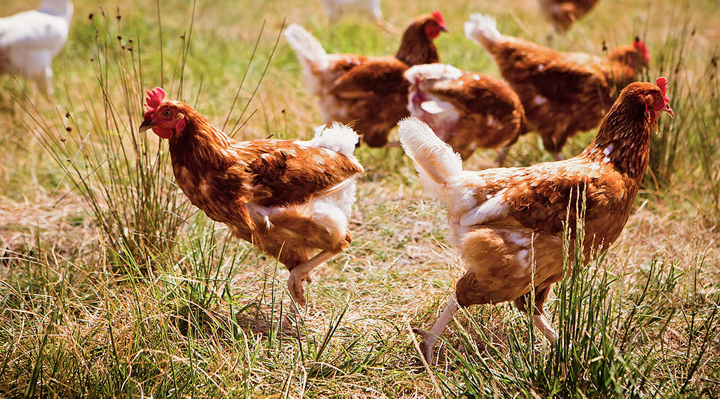 Legehennen im Freiland