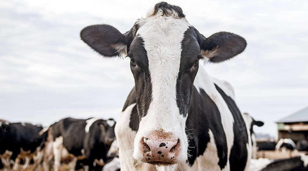 Kühe im Auslauf vor dem Stall