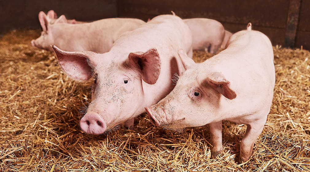 Schweine im Stall auf Stroh