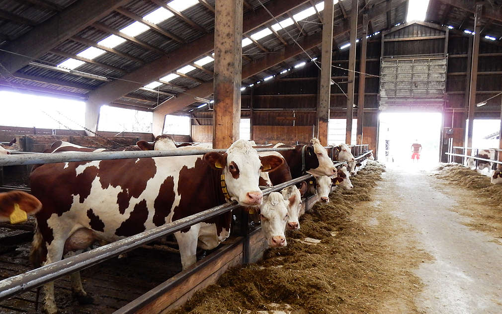 Kravičky v kravíně Jatky Blovice