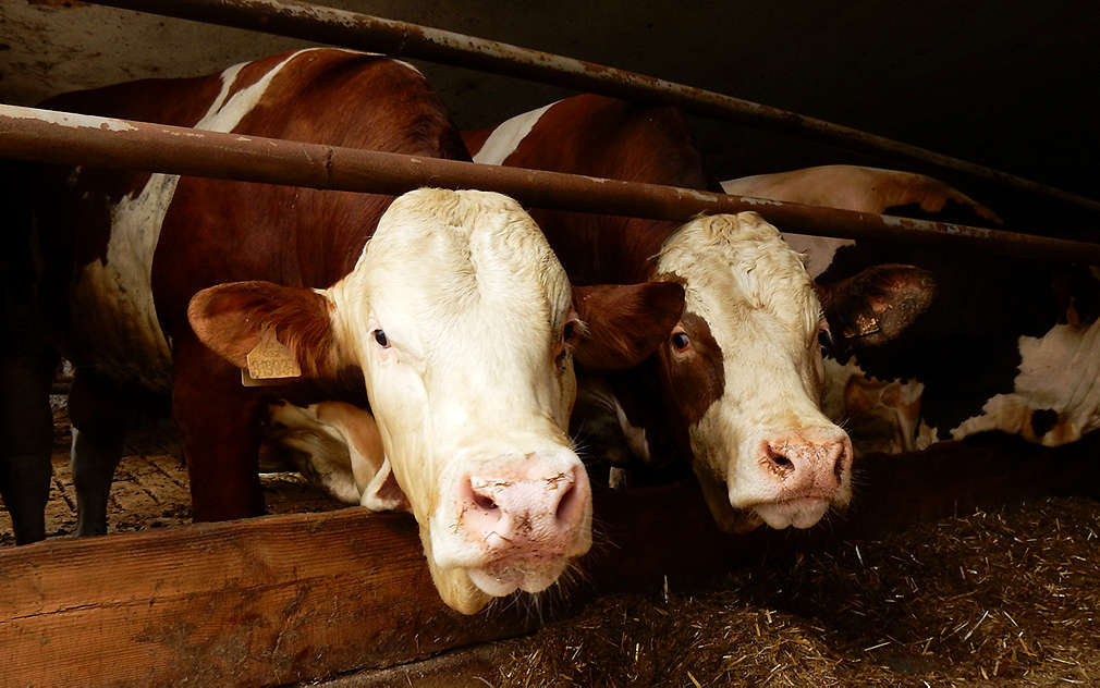 Kravičky z Jatky Blovice