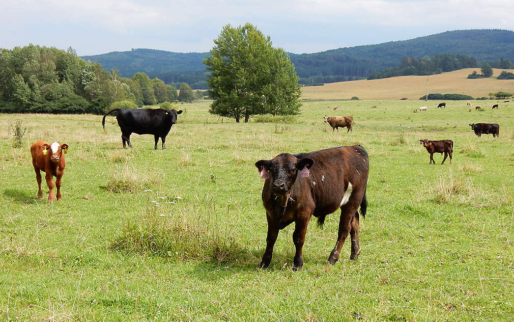 Býci a krávy ve výběhu Jatky Blovice