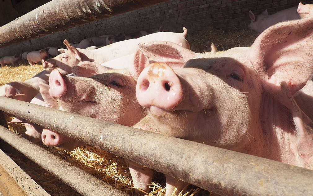 Vepřín s prasátky v Jičíně