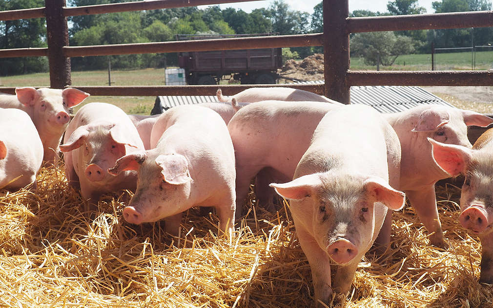 O prasátka v Maso Jičín je skvěle postaráno