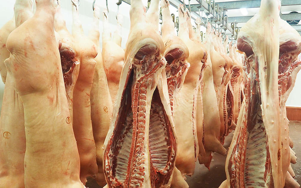 Vepřové půlky putují do masozávodu Modletice