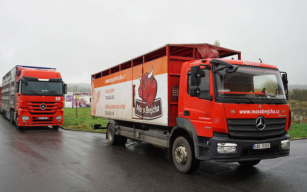 Prasátka se převáží citlivě a co nejrychleji