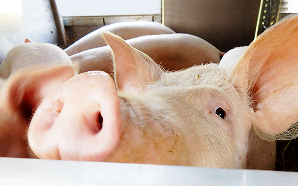 Prasátka na nás byla zvědavá