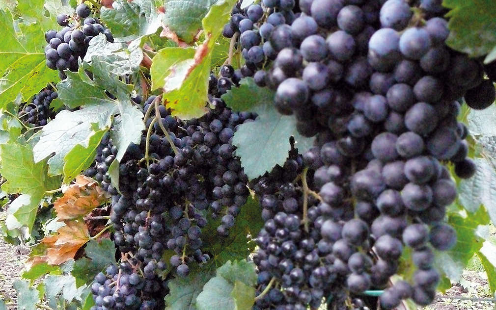 Modré hrozny, které čekají na sklizeň