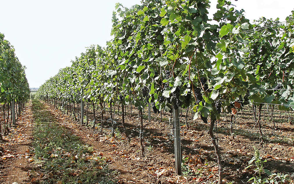 Vinohrad pana Balouna roste ve Velkých Blovicích