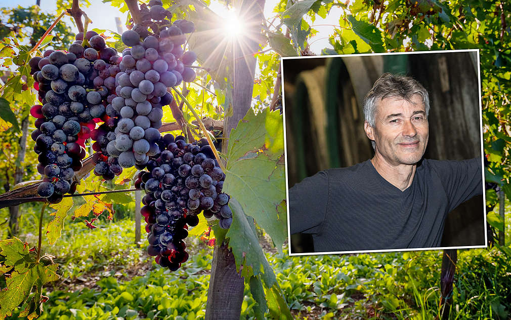 Pan Baloun pěstuje skvělé moravské víno