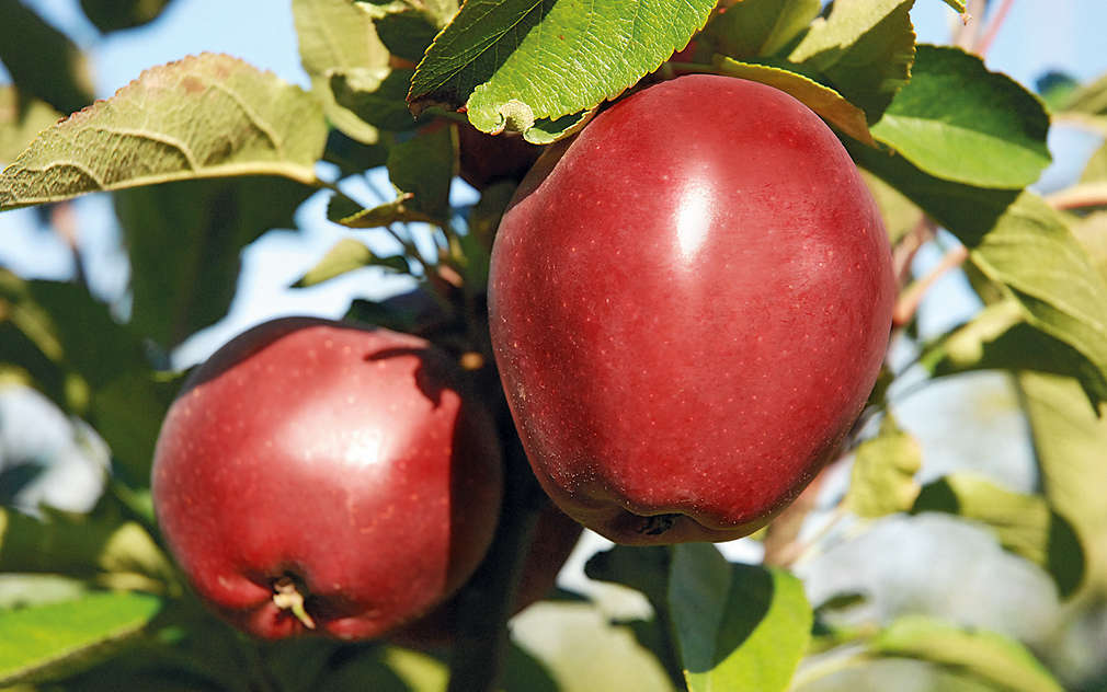 Oblíbená česká jablka Red Delicious