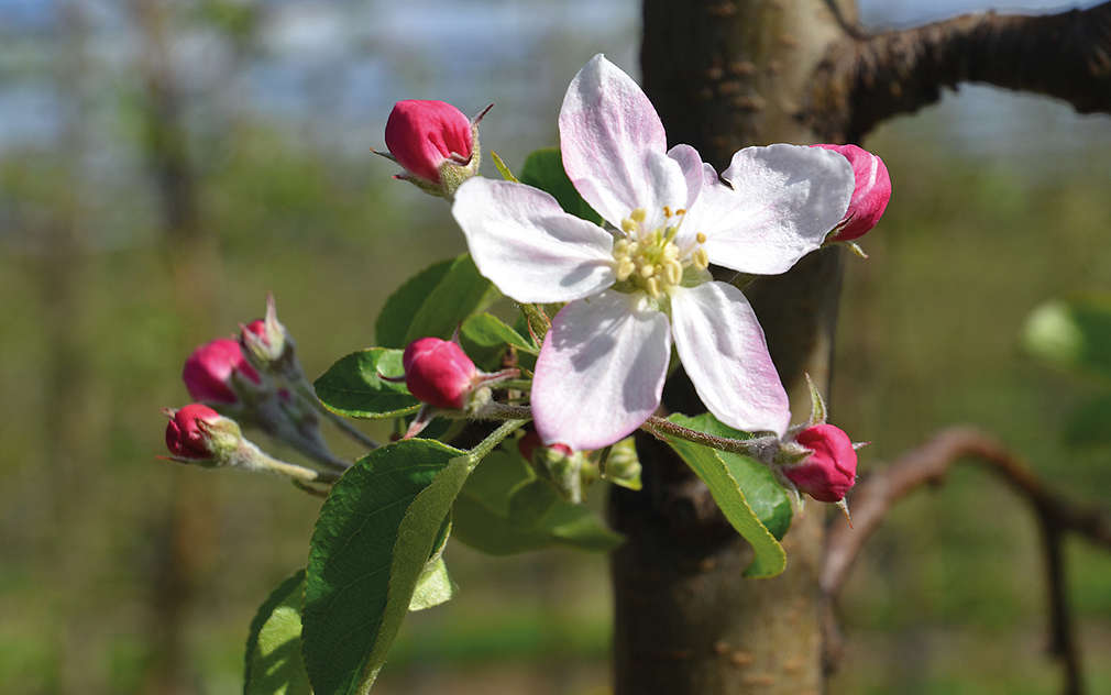 První jarní květy jabloní