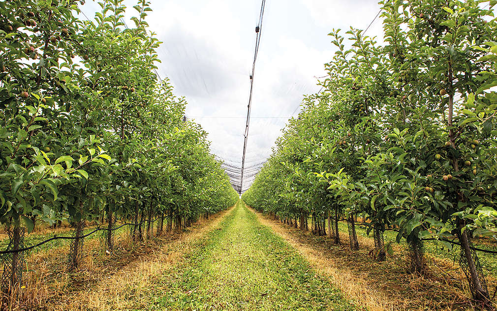 Jablečný sad Bohemia Apple