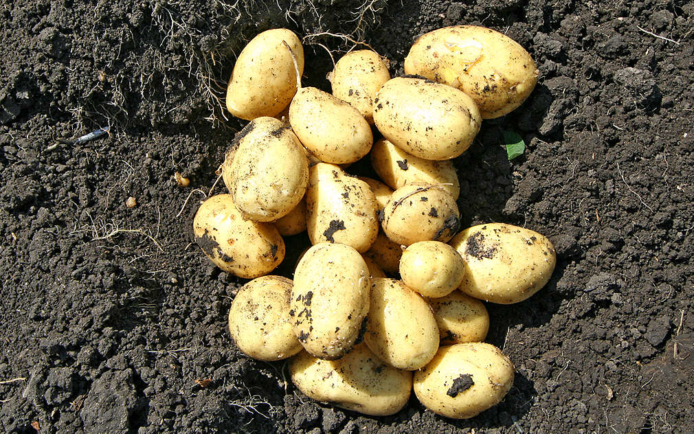 Čerstvě vykopané brambory