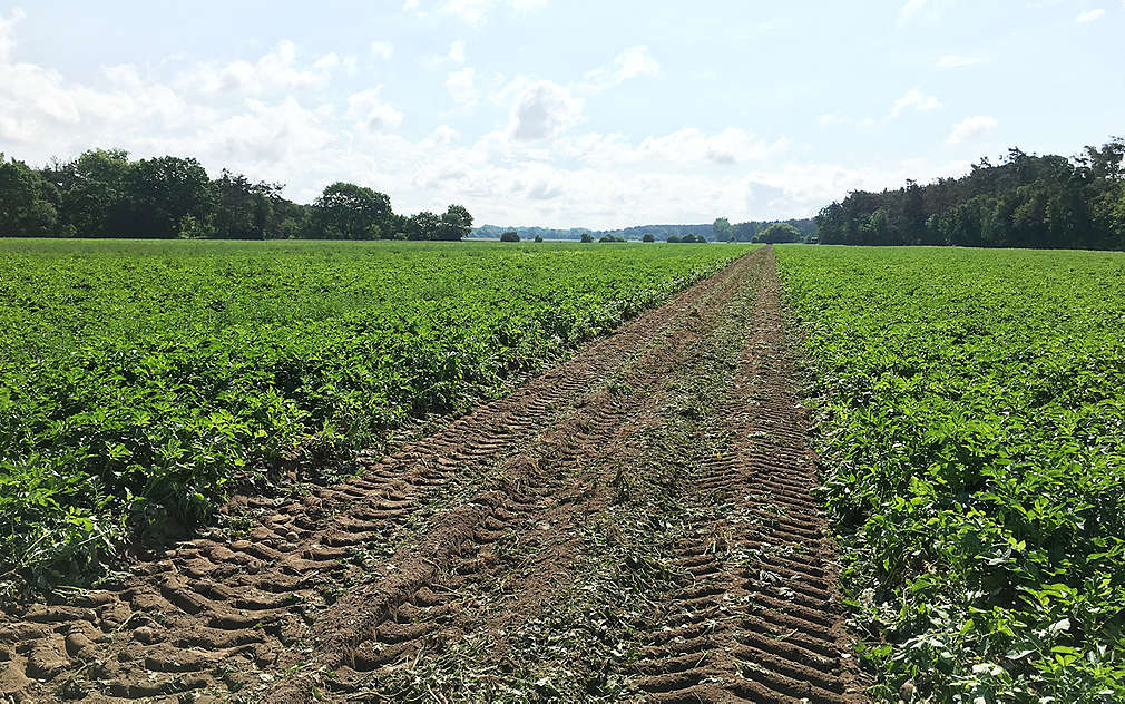 Bramborové pole firmy BRAMKO ze Semic