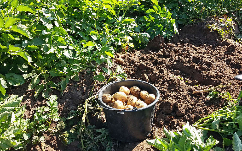 Oblíbená odrůda brambor Carrera