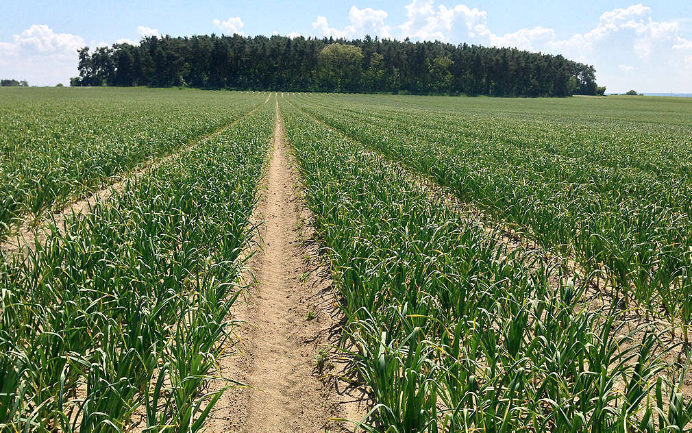 Česneku se v Semicích parádně daří