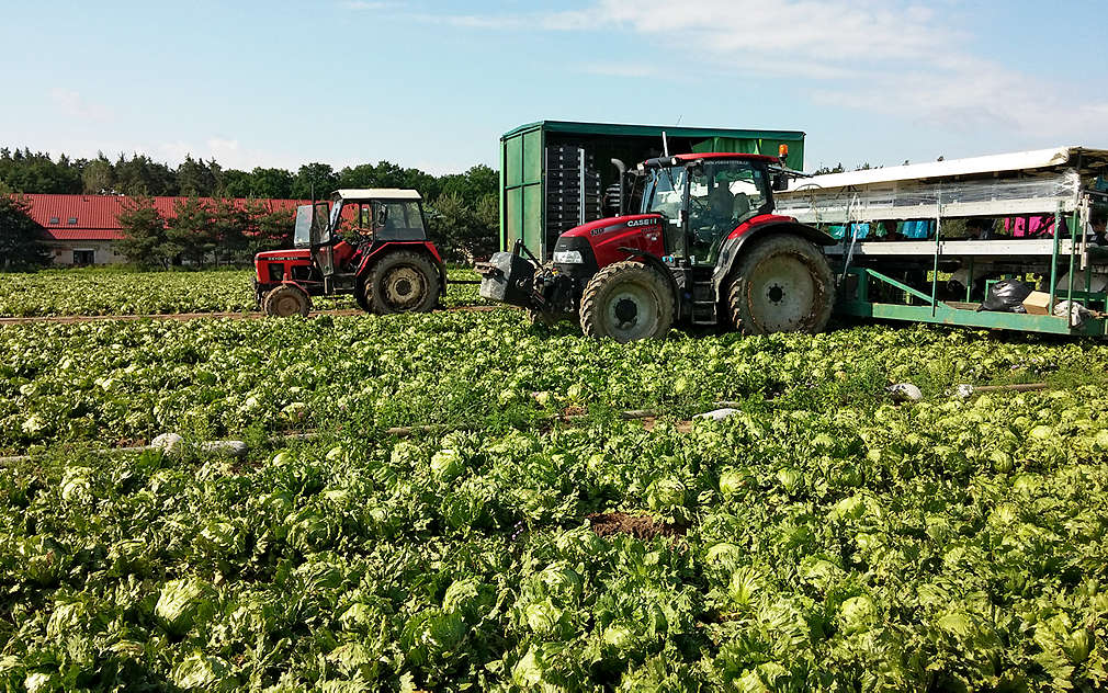 Sklizeň ledového salátu