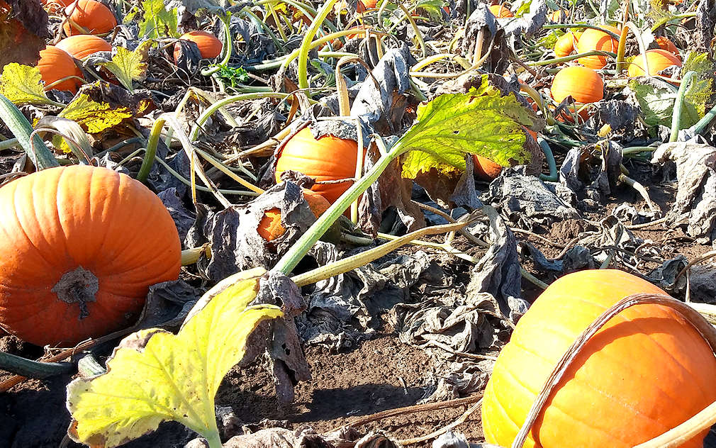 Krásně oranžové dýně jsou signálem, že je tu sklizeň