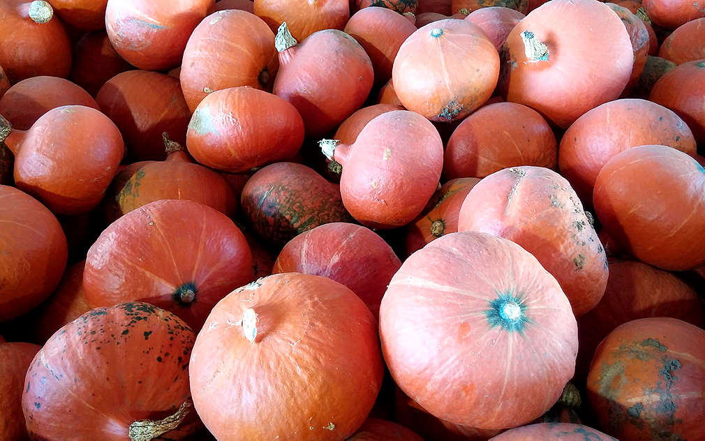 Dýně hokkaido připravené na cestu do Kauflandu