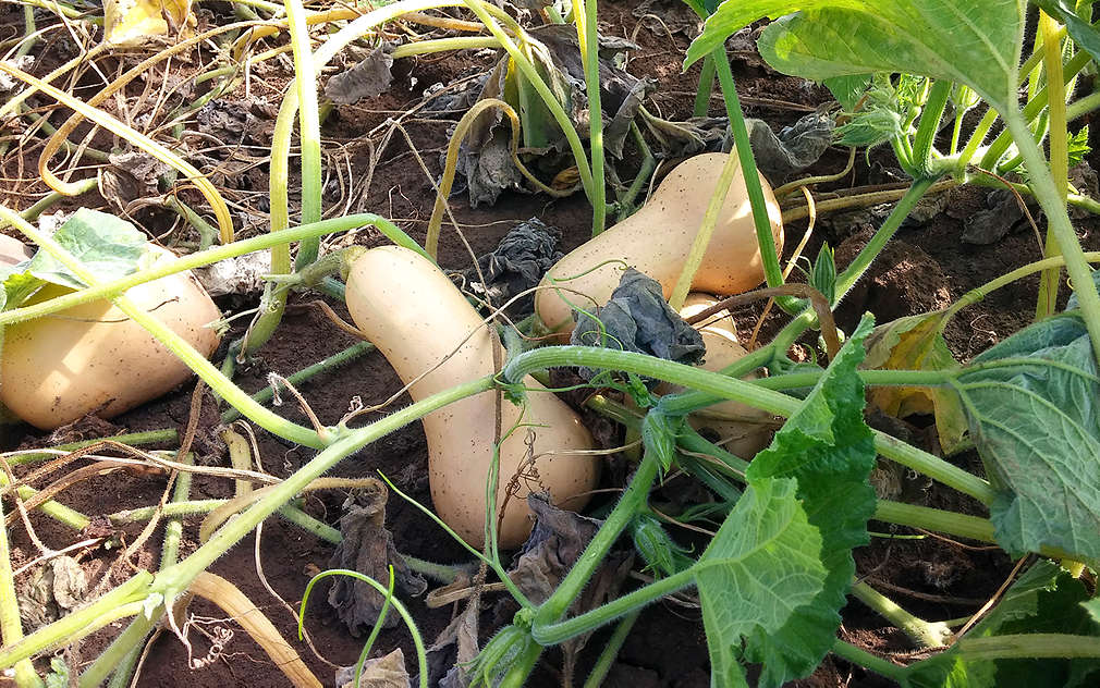 Máslové dýně dozrály pěkně na sluníčku